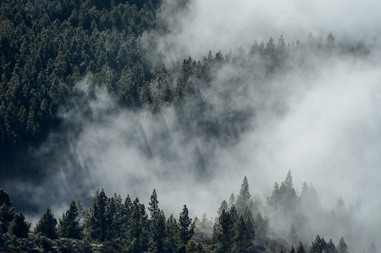 Vista desde lo alto de un pinar con neblina
