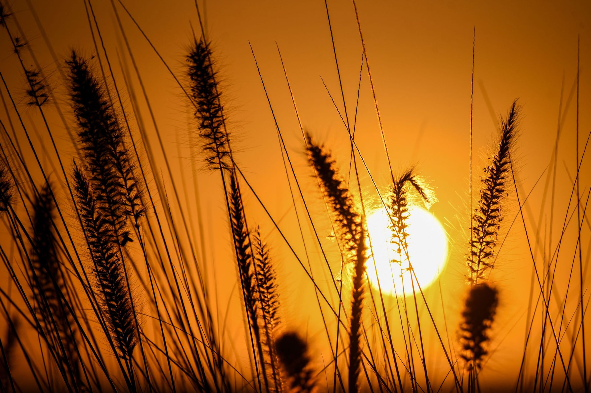 Plantas rabo de gato frente a puesta de sol